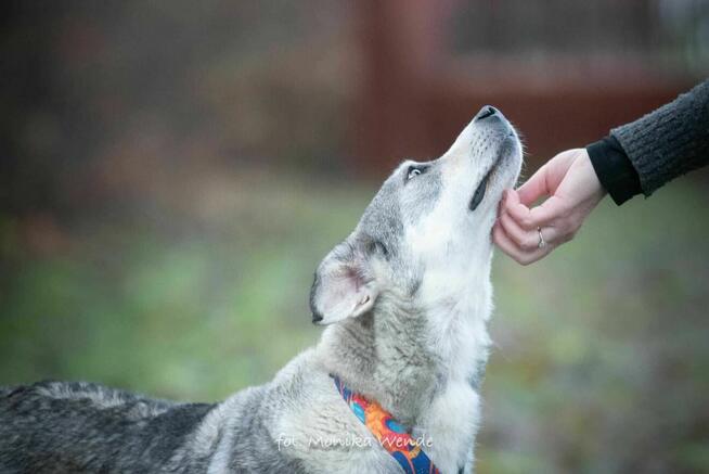 Alpejka – kochająca psia przyjaciółka szuka swojego domu