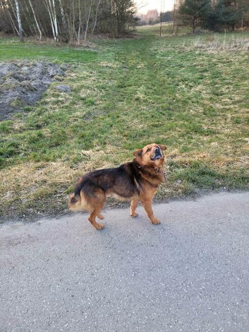 Cudowny psiak o wielkim sercu czeka na Ciebie