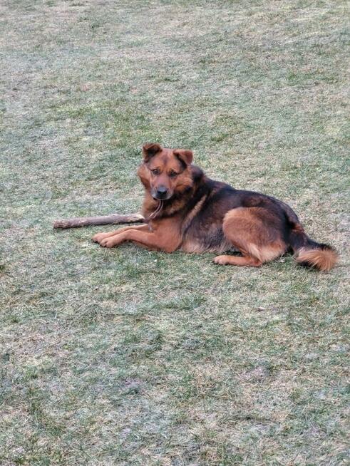 Kochany psiak spragniony miłości czeka na wymarzony dom