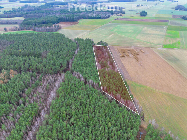 Ponad 1 ha lasu iglastego- Kozdroje