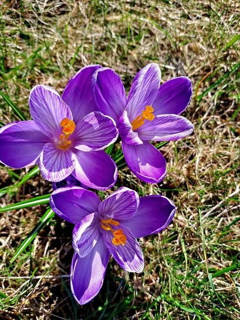 Doświadczony szuka pracy.