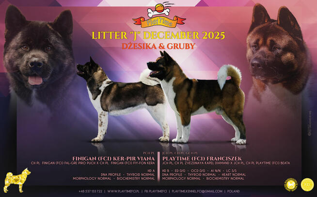 Suczka szczeniak Akita Amerykańska PlayTime FCI - dostępna