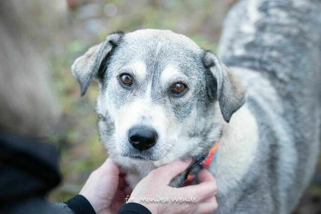 Alpejka – kochająca psia przyjaciółka szuka swojego domu