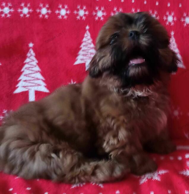 Shih Tzu szczeniaczek ZKwP FCI
