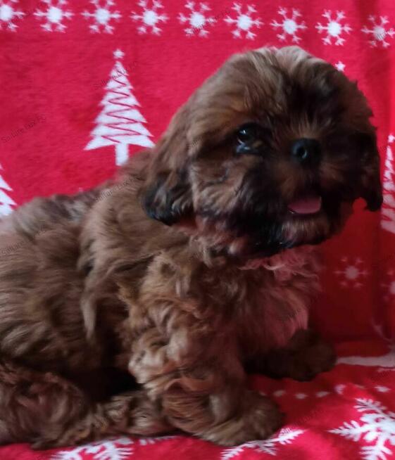 Shih Tzu szczeniaczek ZKwP FCI
