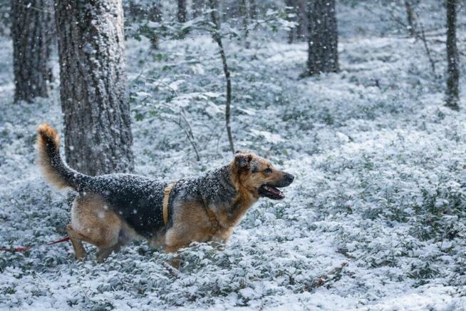 Scooby Doo szuka domu