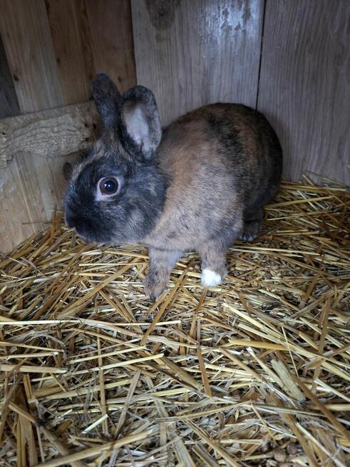 Samczyk karzełek roczny z pięknym japońskim ubarwienie