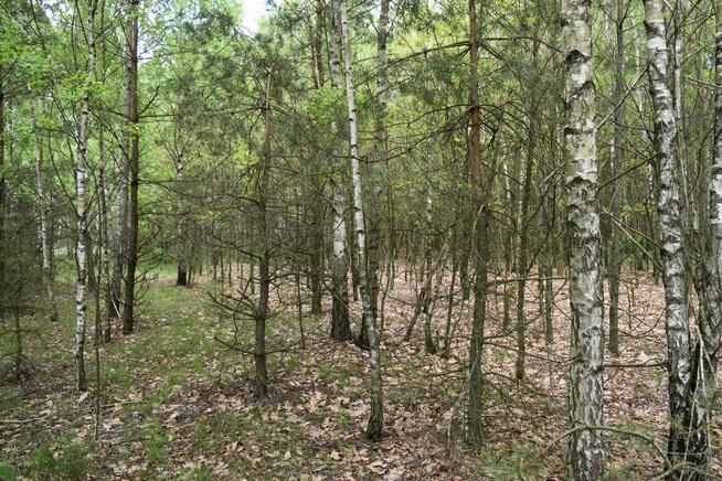 Działka rolna zalesiona dz. nr 54