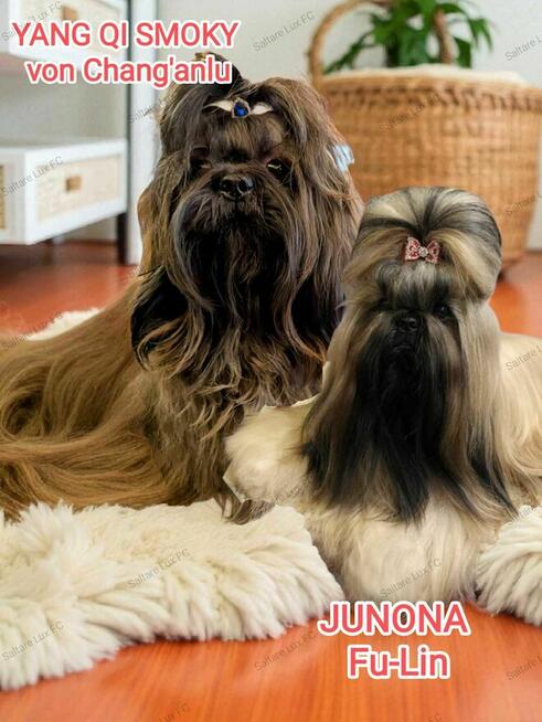 Shih Tzu szczeniaczek ZKwP FCI