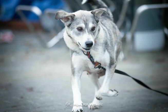 Alpejka – kochająca psia przyjaciółka szuka swojego domu