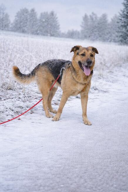 Scooby Doo szuka domu