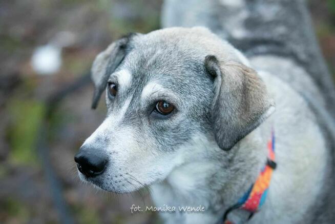 Alpejka – kochająca psia przyjaciółka szuka swojego domu