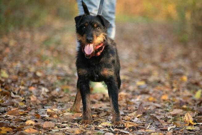 Bendżi – mały terierek z ogromną duszą czeka na swój dom
