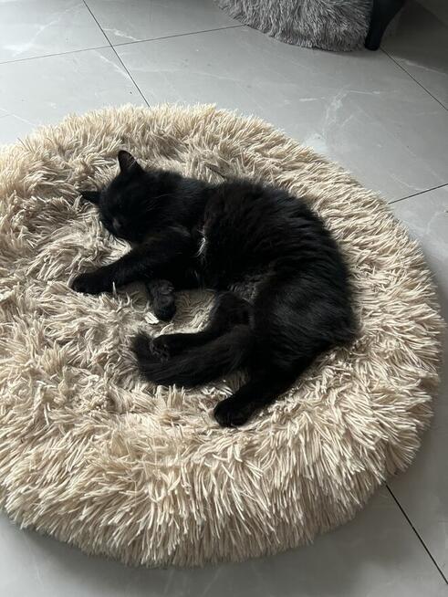 Kocięta syberyjskie rodowodowe