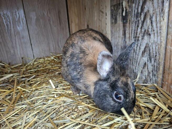 Samczyk karzełek roczny z pięknym japońskim ubarwienie