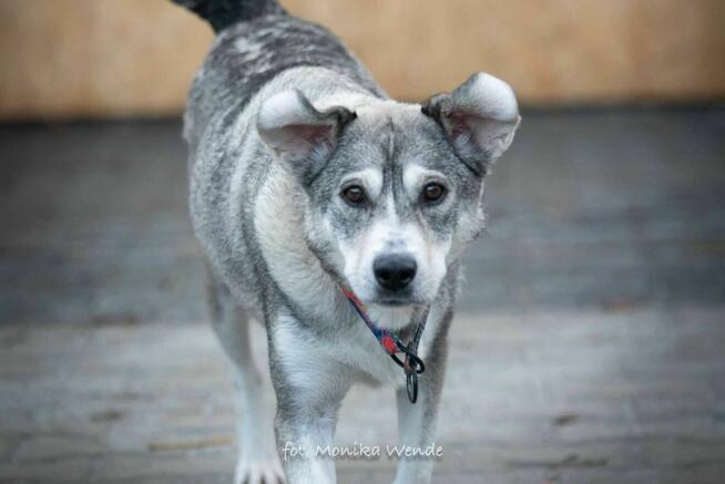 Alpejka – kochająca psia przyjaciółka szuka swojego domu