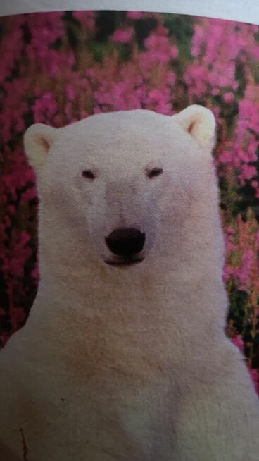 Propozycja nie do odrzucenia , dialog , kultura .