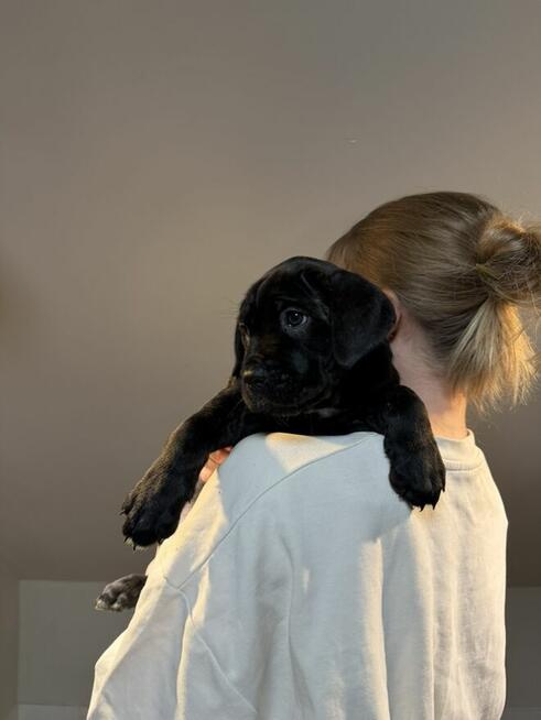 Piękne Szczeniaki Cane Corso | Czarne i Czarne Pręgowane