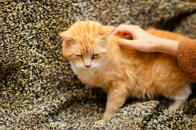 Garfield - rozmruczany przytulas szuka domu!