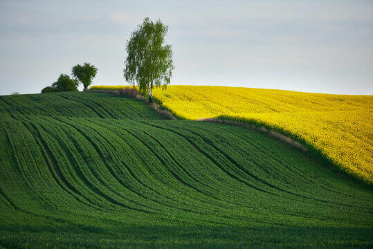 Przyjmę ziemię w dzierżawę