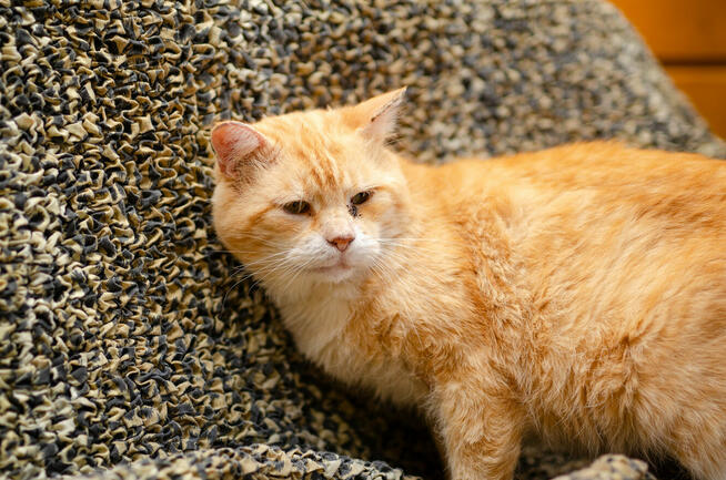 Garfield - rozmruczany przytulas szuka domu!