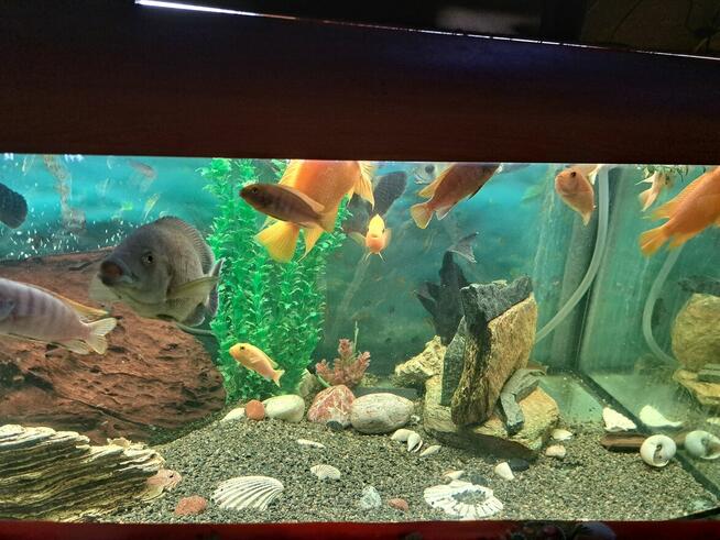 Sprzedam akwarium