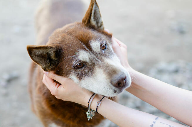 Luntek - niskopodłogowy czekoladek szuka domu!