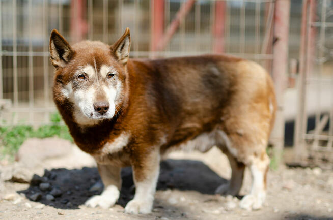 Luntek - niskopodłogowy czekoladek szuka domu!