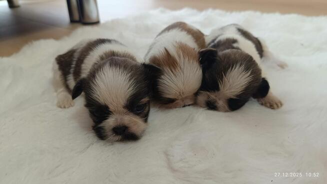 Szczeniaki shih tzu