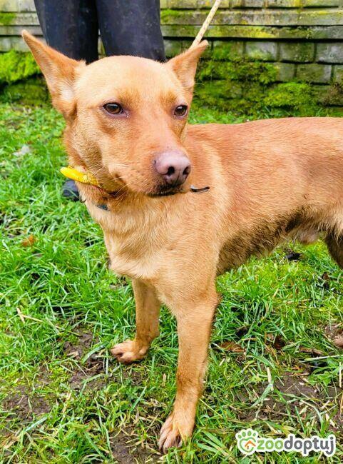 FREDZIK - piękny psiak a typie psa faraona ADOPTUJ