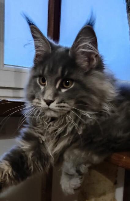 Rey Royal Cats Lily Pl