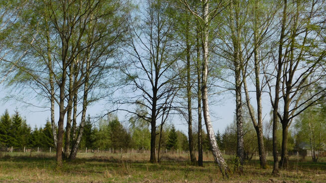 Działka budowlana Chojnów gm. Piaseczno, Graniczka