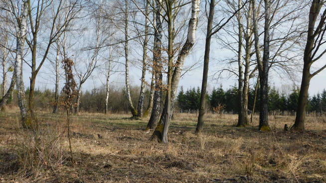 Działka budowlana Chojnów gm. Piaseczno, Graniczka