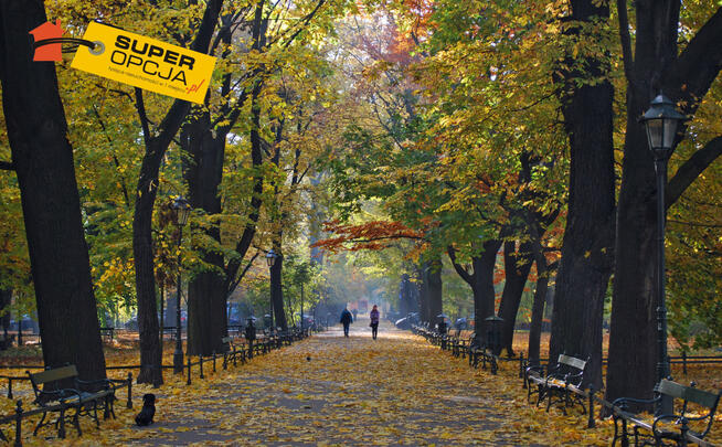 Lokal użytkowy Kraków gm. Kraków-Śródmieście Stare Miasto,