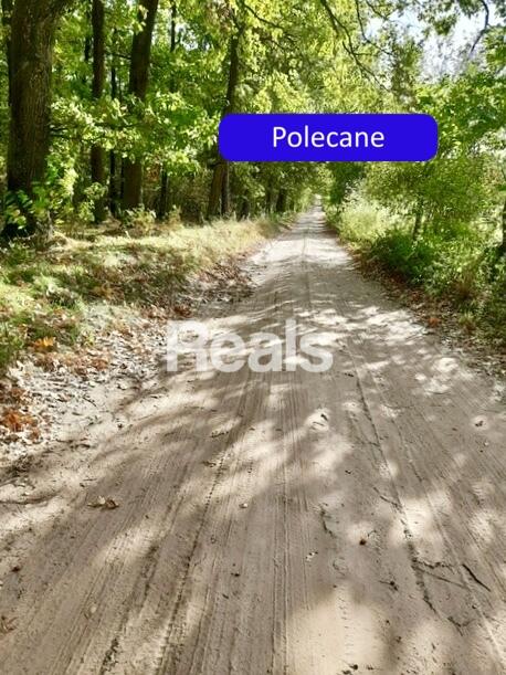 Działka Złotopolice