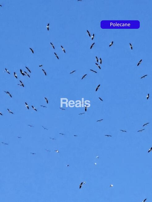 Działka Złotopolice