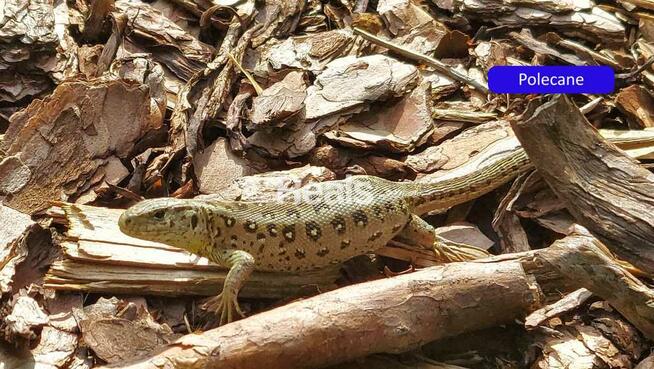 Działka Złotopolice