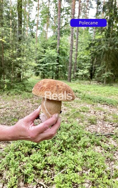 Działka Złotopolice