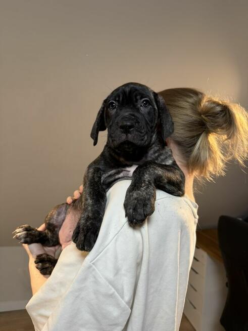 Piękne Szczeniaki Cane Corso | Czarne i Czarne Pręgowane