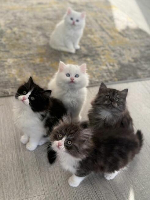 Kocięta perskie do adopcji.