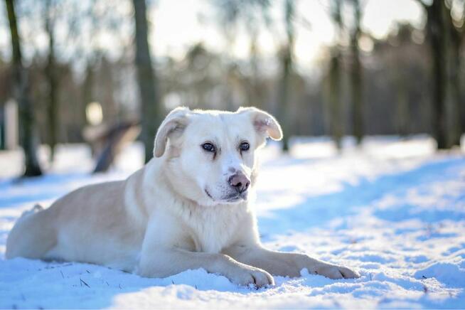 Bezik-delikatny kremowy pies do adopcji