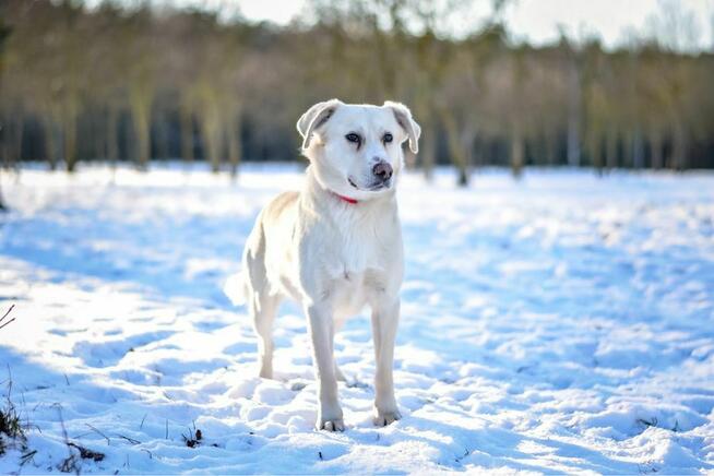 Bezik-delikatny kremowy pies do adopcji