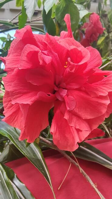 Propozycja nie do odrzucenia , dialog , kultura .