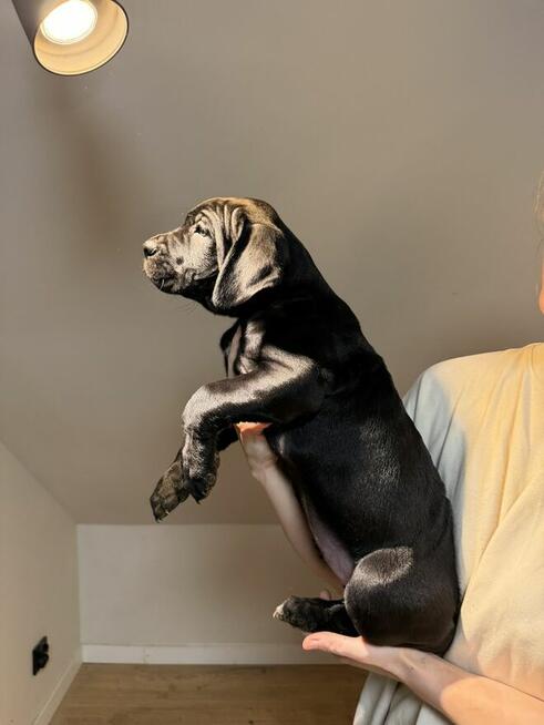 Piękne Szczeniaki Cane Corso | Czarne i Czarne Pręgowane