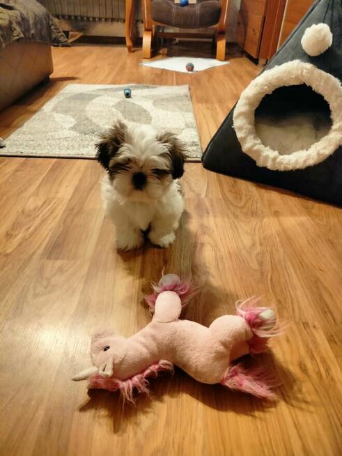 Szczeniaki shih tzu