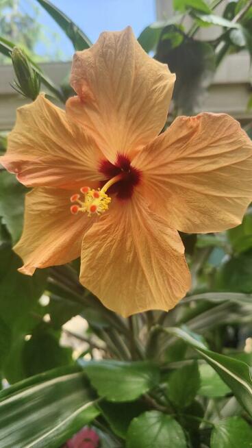 Propozycja nie do odrzucenia , dialog , kultura .