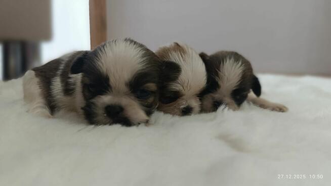 Szczeniaki shih tzu