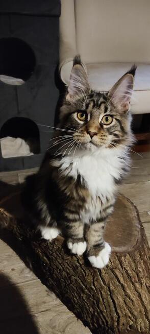 Rico Royal Cats Lily Pl