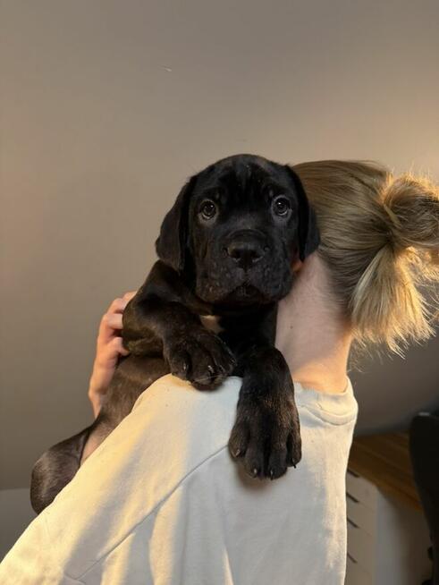 Piękne Szczeniaki Cane Corso | Czarne i Czarne Pręgowane