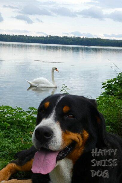 Duży szwajcarski Pies Pasterski hodowla rodowód